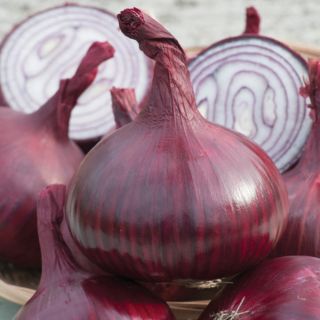 Red Karmen Onion Sets Thumbnail